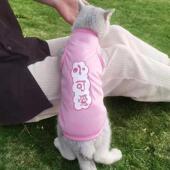 背心狗狗英短幼犬幼猫 猫咪衣服防掉毛夏季 薄款 搞笑可爱宠物用品