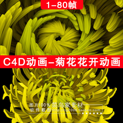 C4D栏目包装素材 菊花花开动画 重阳节动画素材源文件 植物-02980