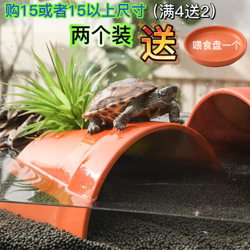 黄缘龟爬宠乌龟躲避屋