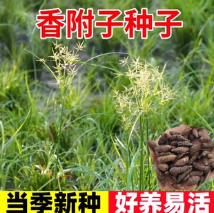 香附子种子莎草雷公头种籽四季种植易活中药材种苗地沟草山芽草种