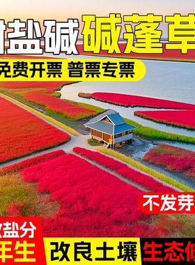 碱蓬草种子红色翅碱蓬卤蓬土壤沙荒地绿化耐盐碱治理土壤改良种籽