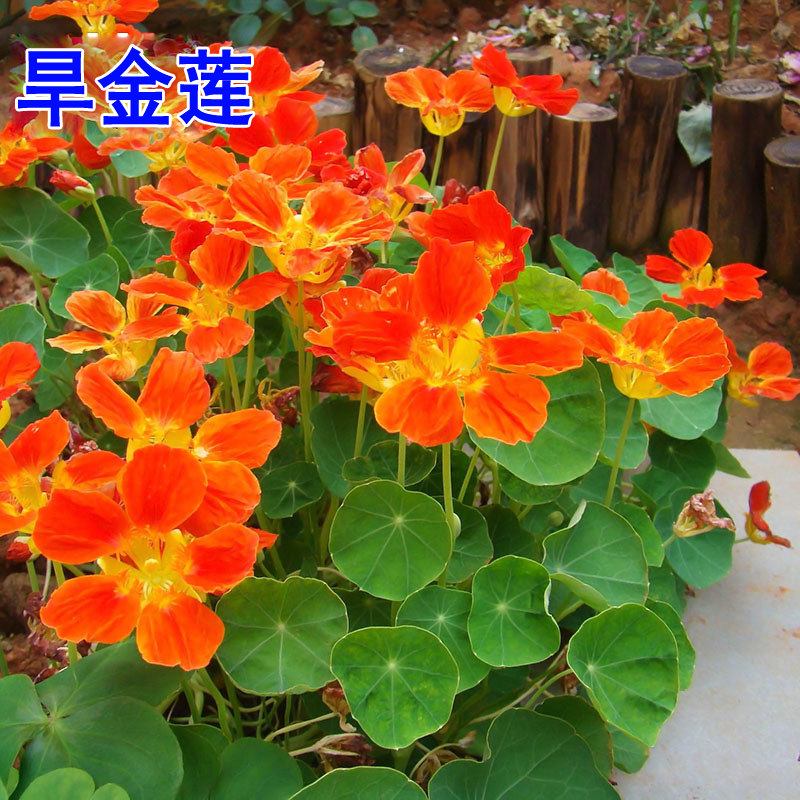 旱金莲种子多年生室内旱荷花种籽子四季播种开花爬藤庭院阳台盆栽