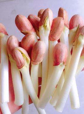 花生芽种子花育9616中大颗粒无壳花生米种籽水培发花生芽批发商用