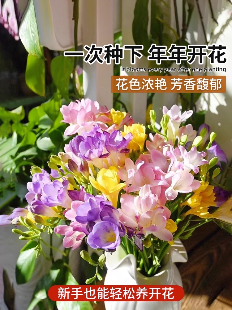重瓣香雪兰种球四季开花室内盆栽花卉苗小苍兰易活种子好养绿植物