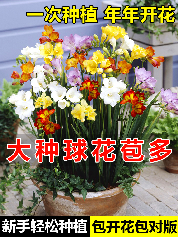 香雪兰种球根重瓣好养活盆栽原生小苍兰水培鲜花植物种子四季开花