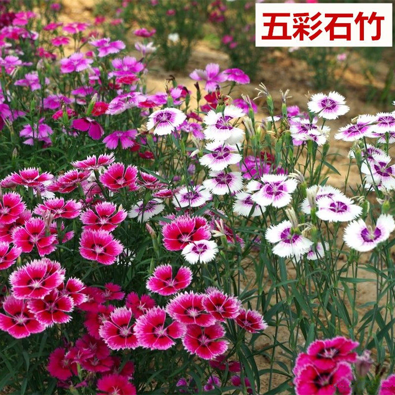 五彩石竹种子 美国石竹 常夏石竹 花卉花草种子中国石菊 绣竹包邮