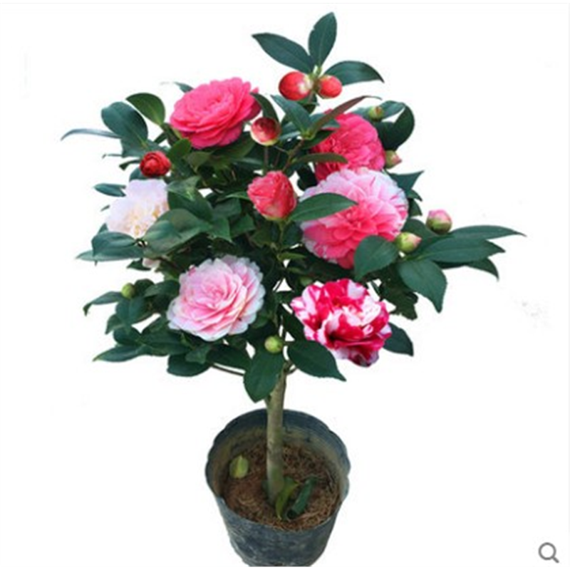 山茶花种籽花卉种子花木种子林木种子盆栽山茶花树四季易种种籽