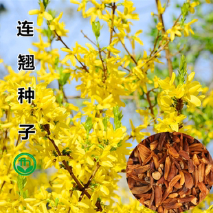 连翘种子花开香气淡艳满枝金黄抗病虫耐旱耐寒迎春花种子籽