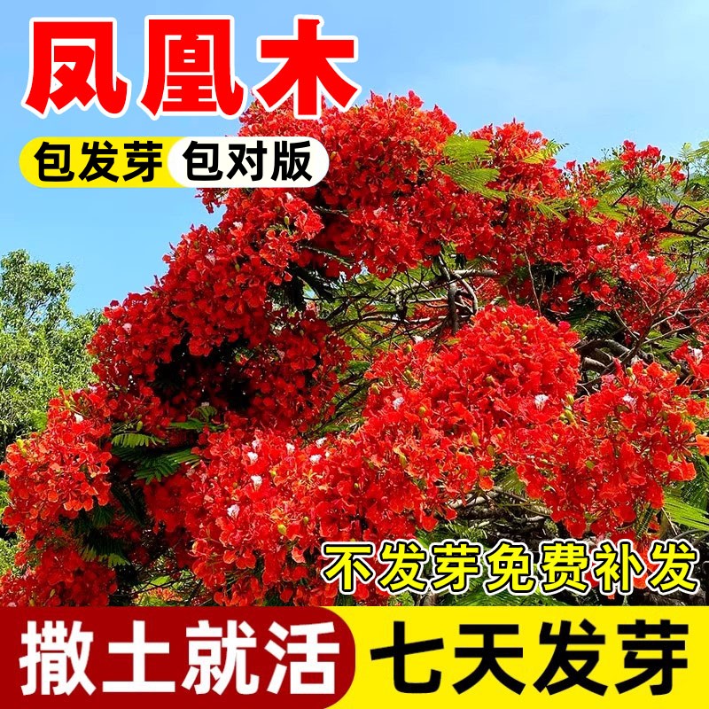 凤凰木树种子苗籽林四季多