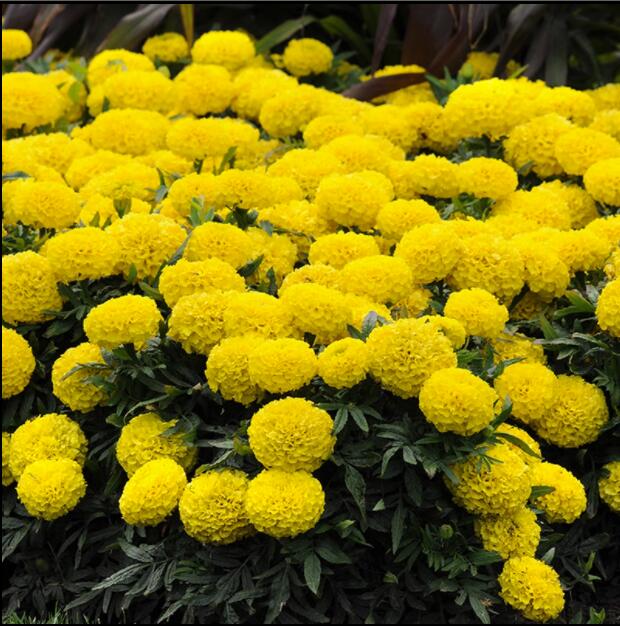 万寿菊花种子四季可播种绿植室内盆栽阳台易种易活花籽花期长花卉