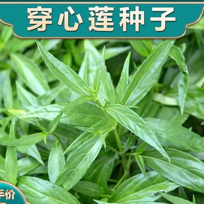 中药材穿心莲种子草籽非蔬