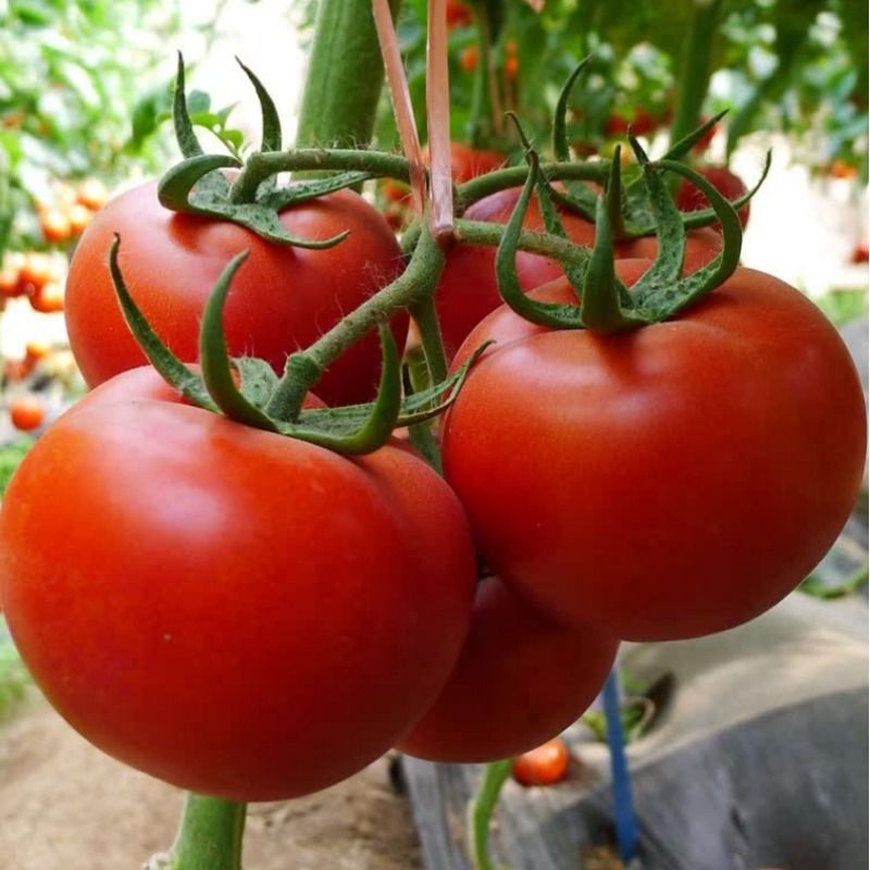 番茄种子苗大西红柿籽菜秧