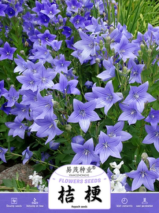 中华桔梗种子铃铛花僧帽花包袱花高产中草药材多年生庭院观赏盆栽