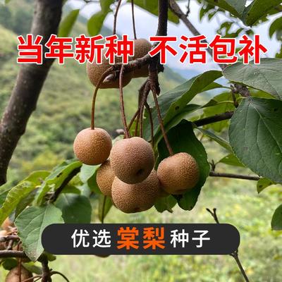 棠梨果树杜种子野生酸海