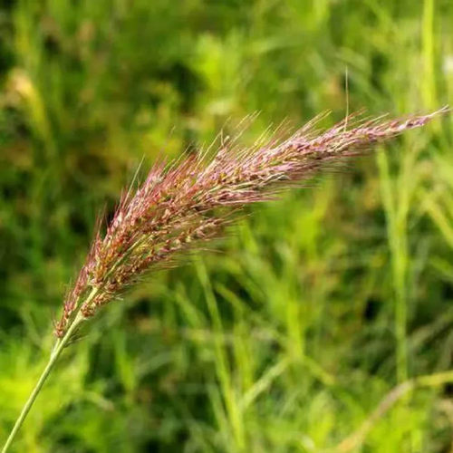 风稗草水稗草种子四季水生植物
