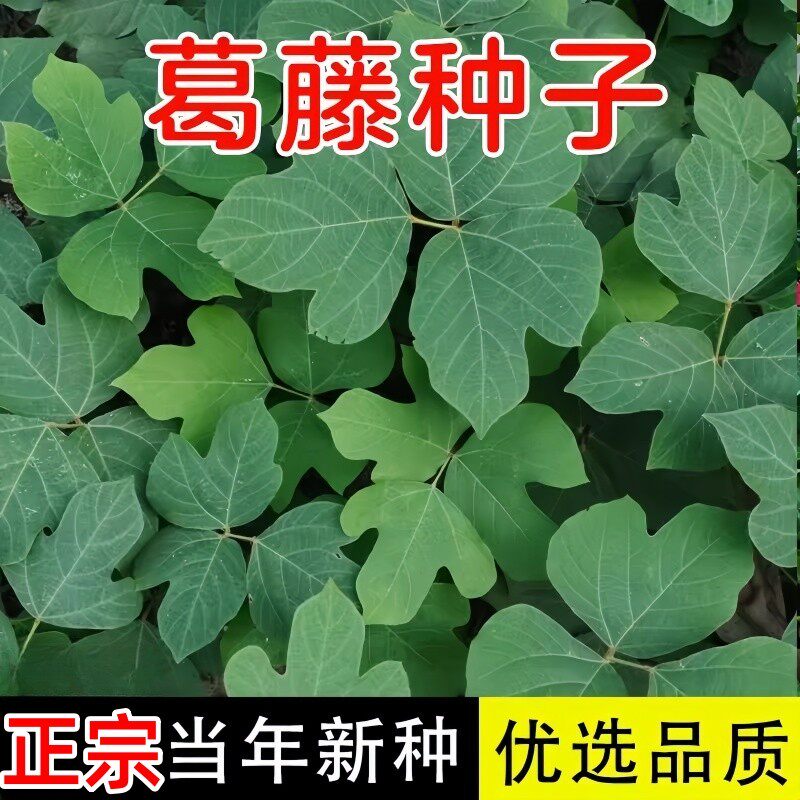 葛藤种子葛根爬山虎牵牛花油麻藤山边坡矿区绿化护坡爬藤植物种籽