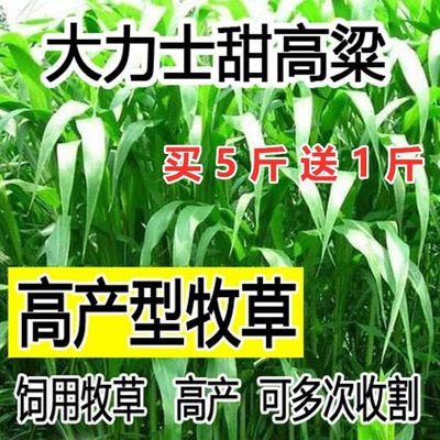 牧草种子多年生饲料甜高粱进口