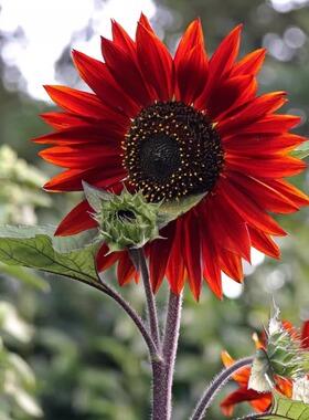 鸿运向日葵种子观赏葵花籽种春播红色向日葵多头泰迪熊向日葵切花