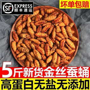 山东金丝蚕蛹鲜冻烧烤商用批发