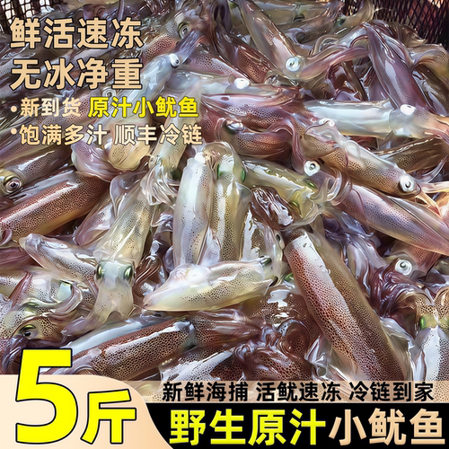 小管鱿鱼冷冻乌贼白灼鱿鱼笔管鱼