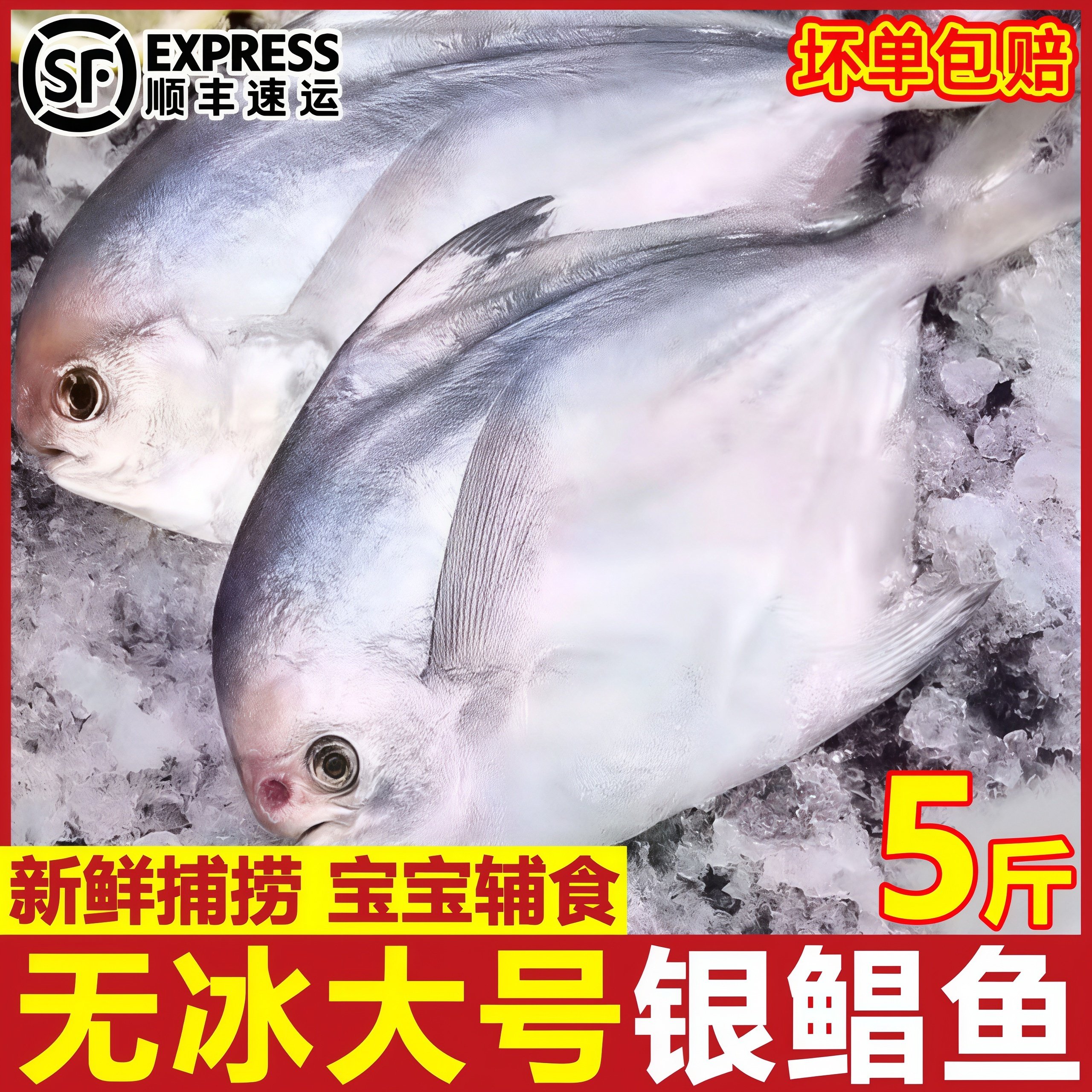 银鲳鱼新鲜冷冻海捕鲜活鲳鱼昌鱼白鱼平鱼鳊鱼海鱼海鲜水产非金鲳