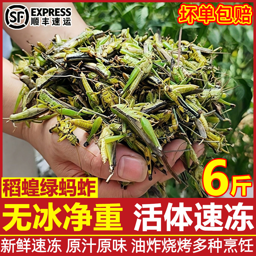 蚂蚱新鲜活速冻蝗虫活体公母蚂蚱昆虫美食东亚飞蝗油炸烧烤顺丰