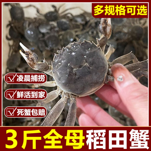 盘锦河蟹全母鲜活蟹稻田蟹礼盒