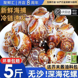 花螺鲜活新鲜海螺特大号海鲜水产鲜活鲜冻冷冻东风螺特大花螺贝类