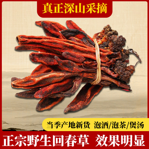 正宗野生回春草不老草深山顶天柱男性肾滋补新货泡酒泡水煲汤500g