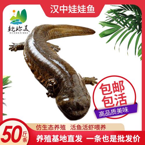 每条汉中生态养殖包邮鲜活娃娃鱼