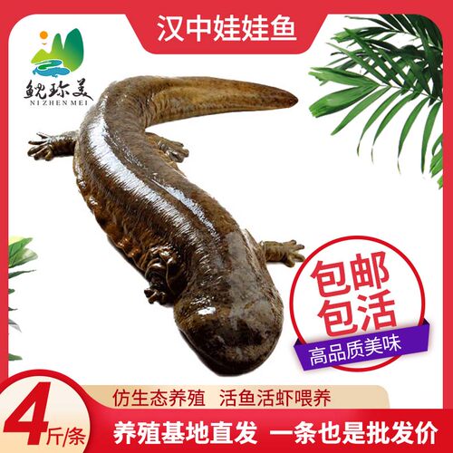 四斤每条汉中生态养殖鲜活娃娃鱼