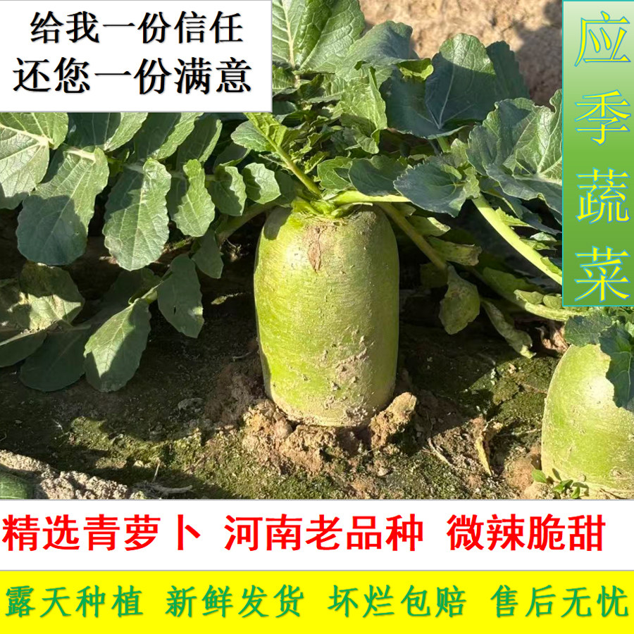 河南青萝卜新鲜萝卜老品种微辣萝卜晒萝卜干腌萝卜头应季蔬菜萝卜,水产肉类/新鲜蔬果/熟食,萝卜/胡萝卜,淘宝优惠券,粉丝福利购,淘宝优惠卷