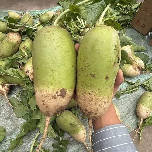 河南青萝卜现挖现发应季萝卜菜