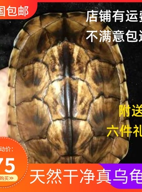 天然文玩真龟壳手把件