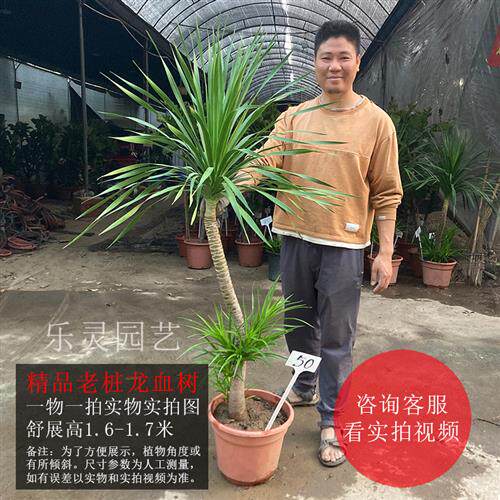 厂促龙血树龙须木太空铁龙铁树老桩造型独杆单头粗壮耐阴好养长品