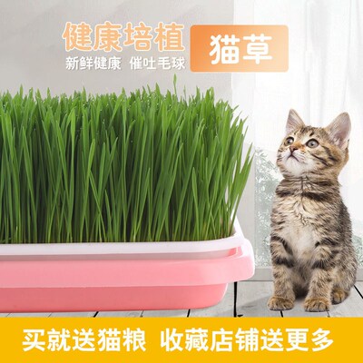 淘宝猫薄荷草盆栽优惠券 天猫优惠券猫薄荷草盆栽 淘宝折扣