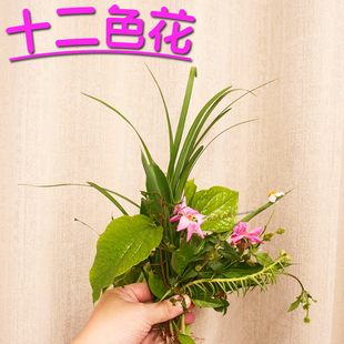 潮汕十二色花 潮汕习俗嫁娶进宅新居净宅出花园12色花春草花