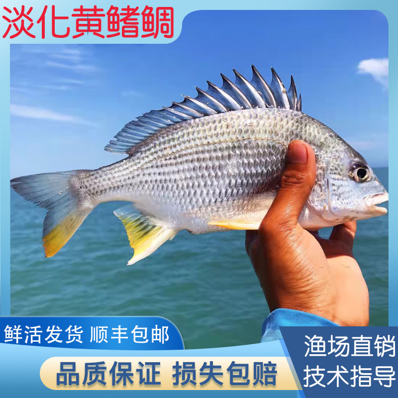 广东本地淡化黄鳍鲷鱼苗黄脚立鱼苗淡水养殖耐寒活体食用易活好养