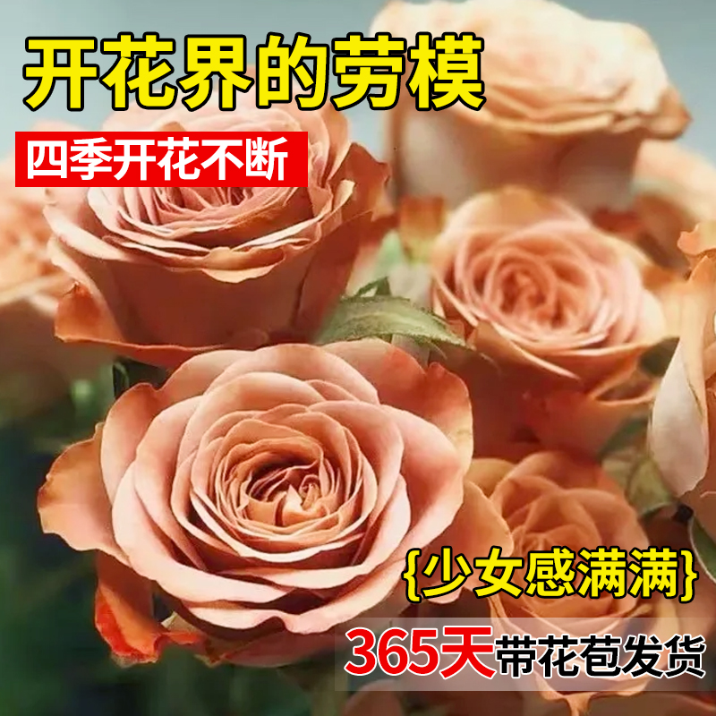 【抗病防虫】月季玫瑰花苗