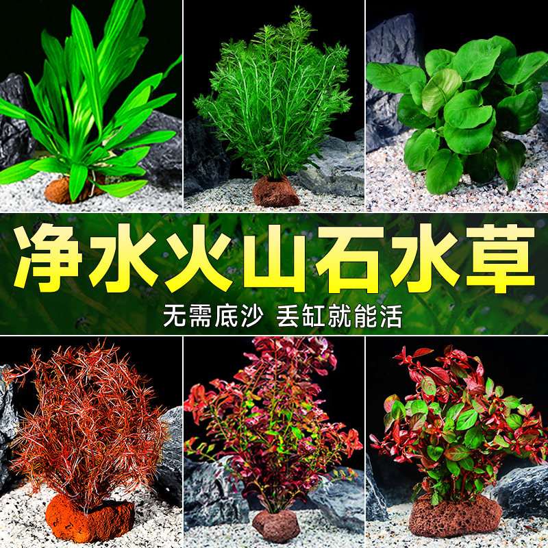 水草植物鱼缸造景摆件全套水培植物和鱼共养阴性蜈蚣真草火山石,宠物/宠物食品及用品,水草,淘宝优惠券,粉丝福利购,淘宝优惠卷