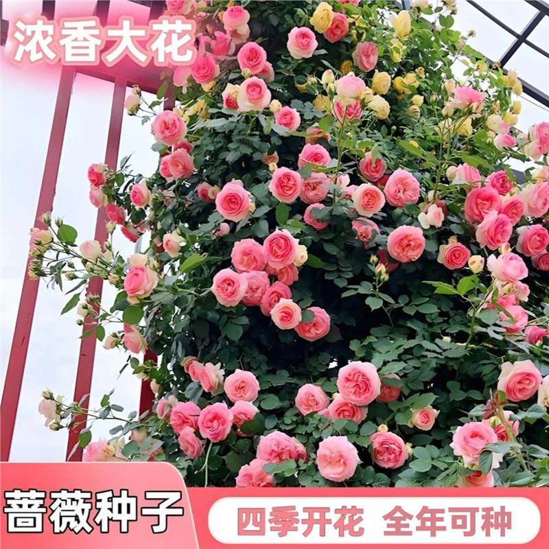 四季开花爬藤蔷薇花种子