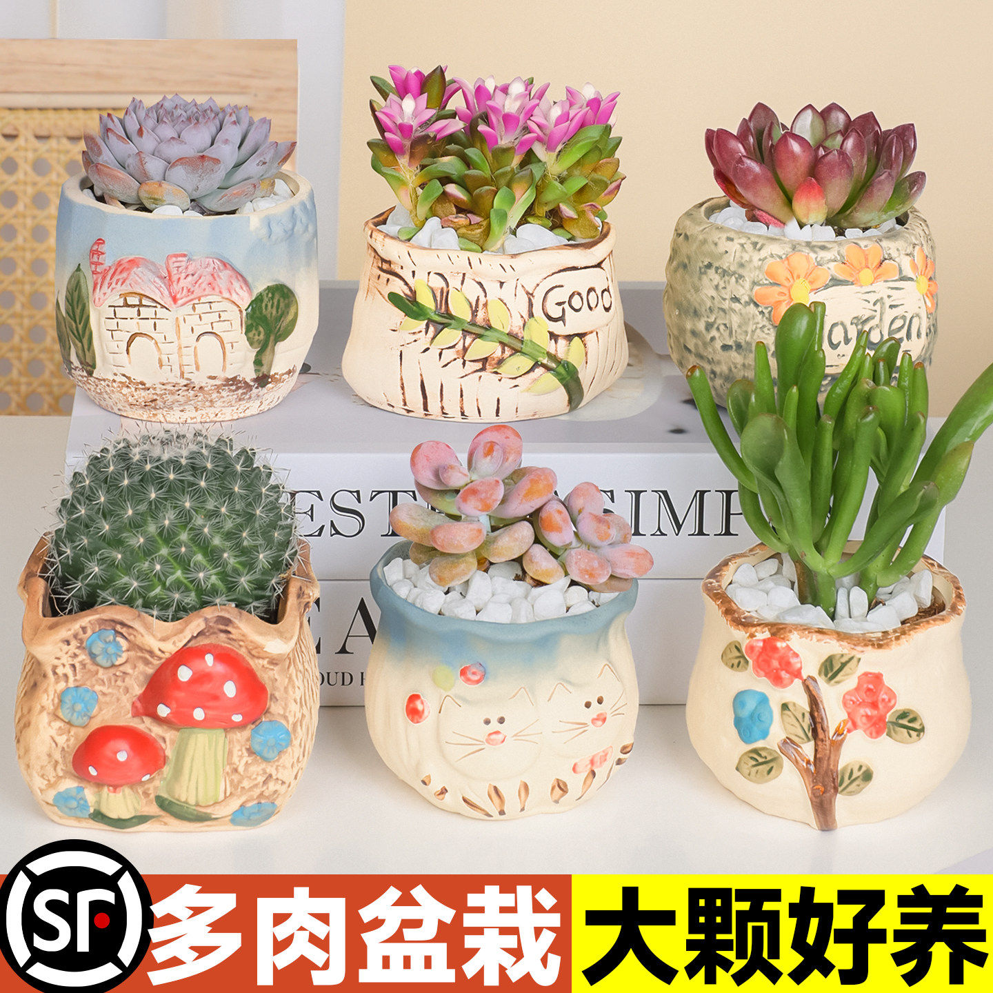 多肉植物组合室内小盆栽幼儿园摆件办公室桌面老桩大颗好养活绿植,鲜花速递/花卉仿真/绿植园艺,多肉植物,淘宝优惠券,粉丝福利购,淘宝优惠卷