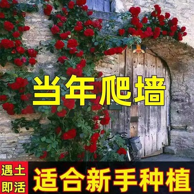 四季开花混色蔷薇花种子