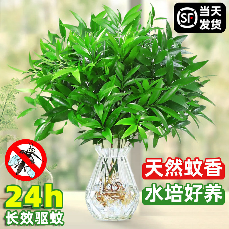 驱蚊竹水培蚊子植物室内外盆栽绿植清香柏竹家用驱虫神器四季常青