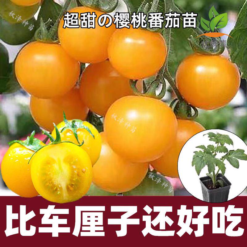 超甜金玲珑黄圣女果苗秧黄色樱桃小番茄苗四季高产夏日阳光盆栽苗