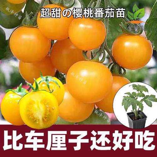 【超甜多汁】金玲珑圣女果盆栽苗