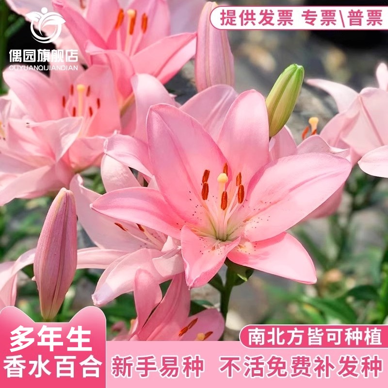 荷兰好养易活百合花种球