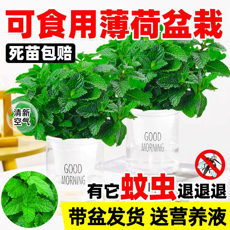 薄荷盆栽可食用植物盆栽驱蚊绿植水培室内迷迭香四季柠檬猫薄荷叶