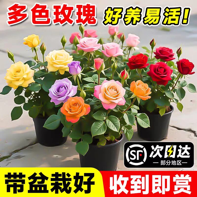 多色嫁接玫瑰花盆栽带花苞阳台室内月季花苗四季耐寒好养带盆栽好