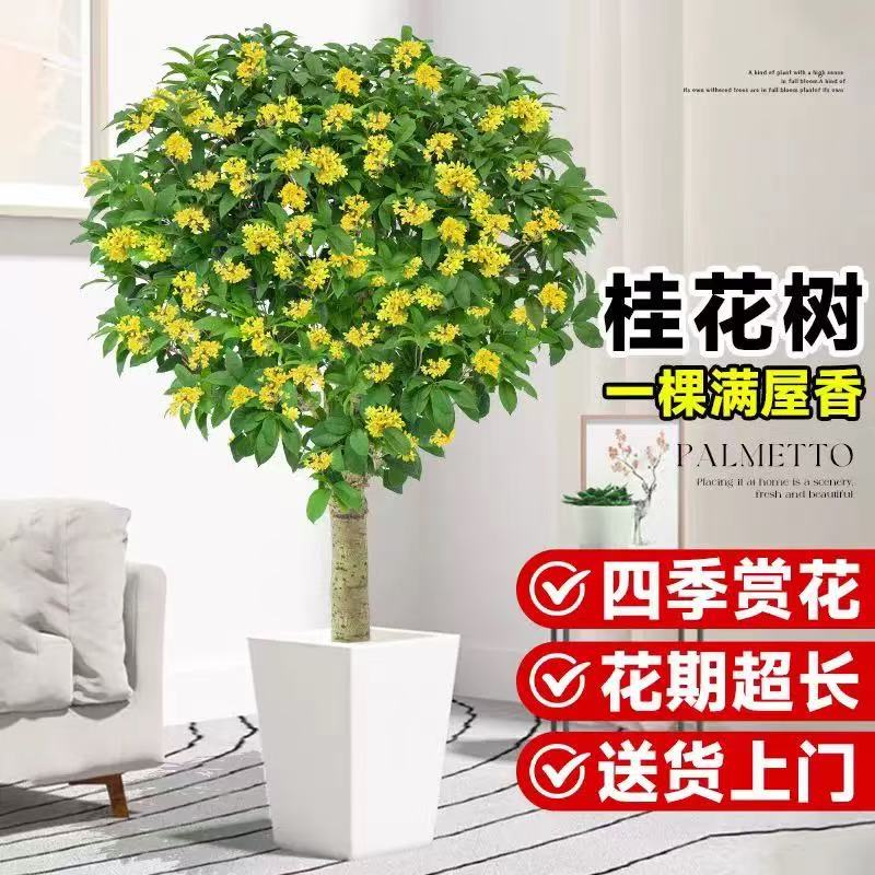 四季桂花树苗盆栽室内外绿植花卉